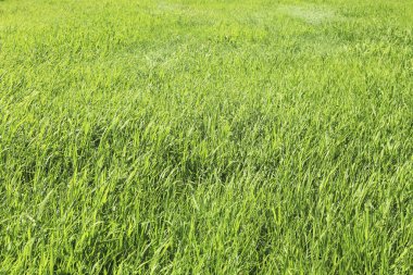 Yeşil buğday tarlası. tarımsal alan geçmişi. yeşil çimen alanı.