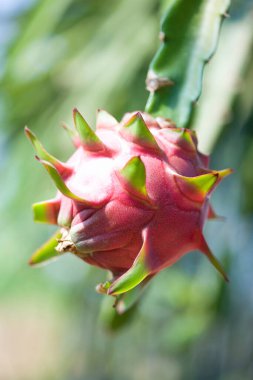 Pitaya ejderha meyve bahçesi.