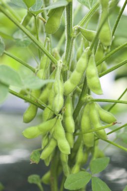 Bahçede büyüyen yeşil bezelyelerin yakın plan görüntüsü       