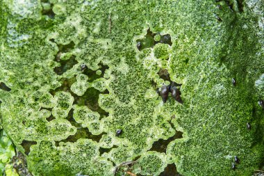 Yeşil liken doğal arka planının yakın plan görüntüsü