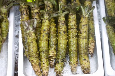 Wasabi kökleri (Eutrema japonicum) veya Japon yaban turpu yığını
