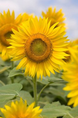 mavi gökyüzü arkaplanlı ayçiçeği tarlası
