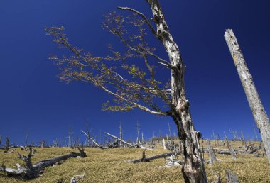 Doğadaki ölü ağaçların güzel manzarası.