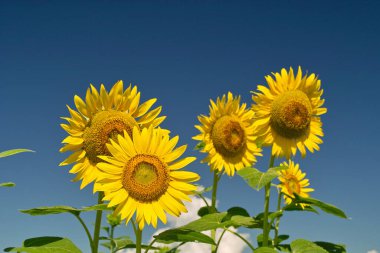 Mavi gökyüzüne karşı çiçek açan ayçiçeği tarlası