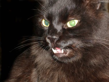 Kediler şehrin caddesinde oturuyor