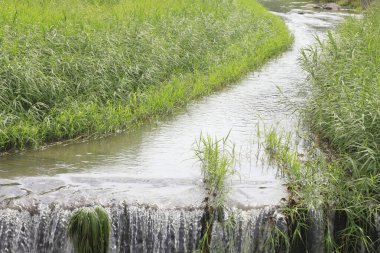 Nehir ormanda, çimenler dışarıda, yakın.