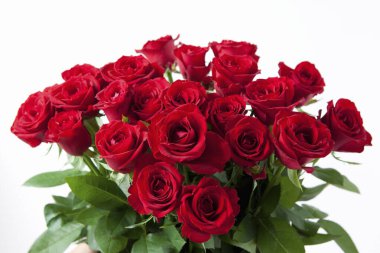 Beyaz arkaplanda kırmızı güller