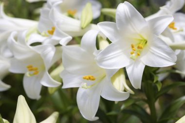 bahçede beyaz lilyum