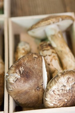 kutusunda taze mantar