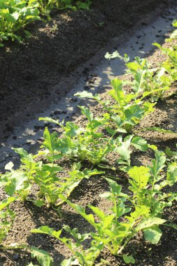 Bahçede yetişen genç yeşil bitkiler