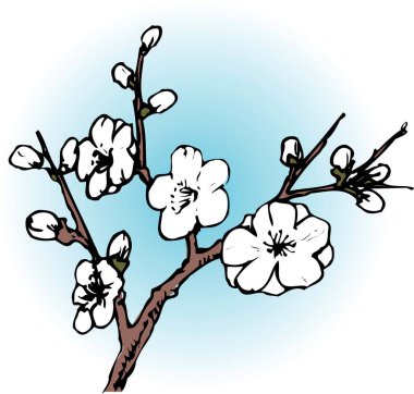 kiraz ağacı dalı. El çizimi illüstrasyon.