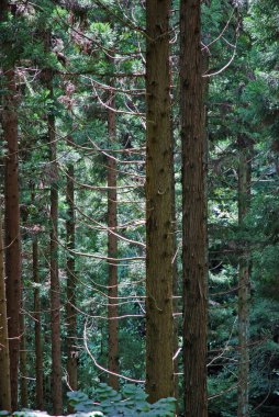 Orman manzarası güzel Uzun yeşil ağaçlar
