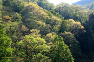 Ormanın güzel manzarası