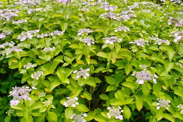 Bahçedeki çimlerin üzerinde mavi çiçekler.