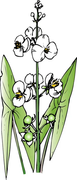 Ілюстрація Красивих Білих Квітів — стокове фото