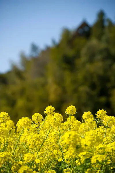 自然の背景に美しい黄色のマスタードの花 — ストック写真