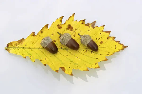 Nahaufnahme Von Gelben Blättern Und Eicheln — Stockfoto
