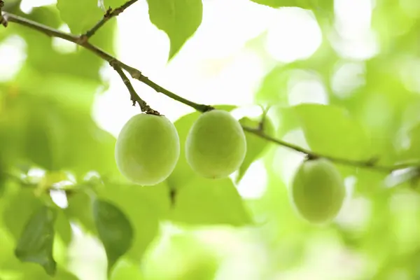 Primer Plano Fruta Mango Verde Madura Con Hojas Verdes — Foto de Stock