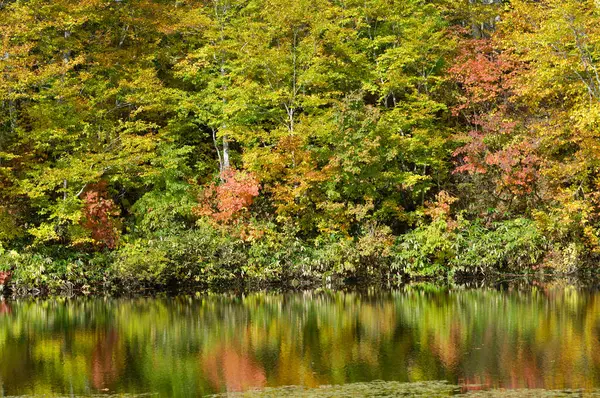Красивый Осенний Пейзаж Деревьями Отражениями — стоковое фото