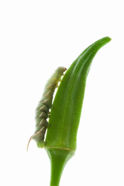 Zielona Gąsienica Białym Tle — Zdjęcie stockowe