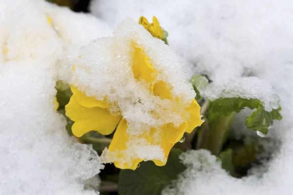 Žluté Jarní Květy Sněhu — Stock fotografie