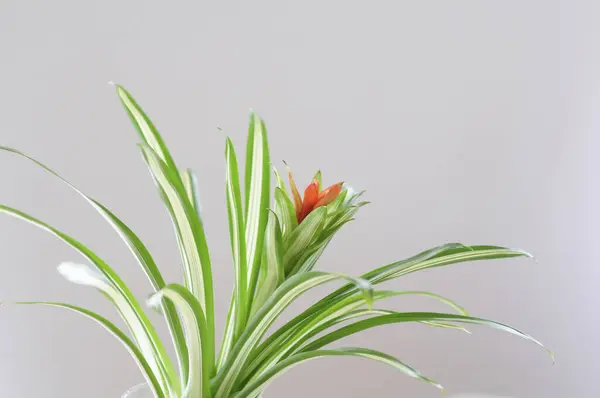 Işık Arkaplanındaki Vazoda Güzel Bir Çiçek — Stok fotoğraf