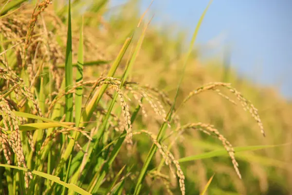 Красивое Рисовое Поле Днем — стоковое фото