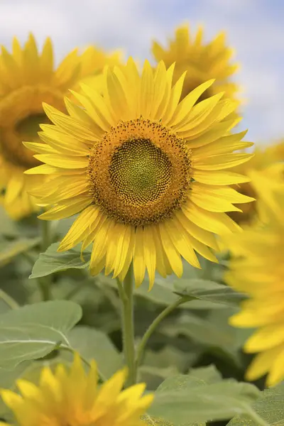 Sonnenblumenfeld Mit Blauem Himmel Hintergrund — Stockfoto