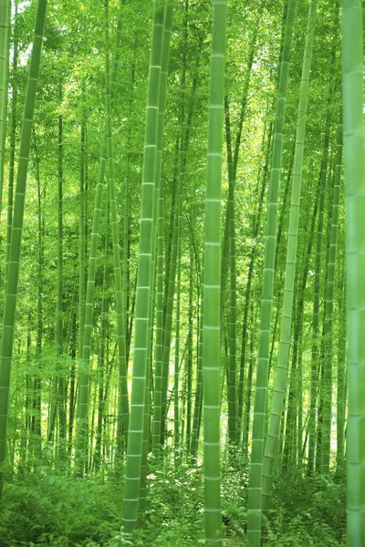 bamboo forest, bamboo forest, green leaves, bamboo tree, green leaves background