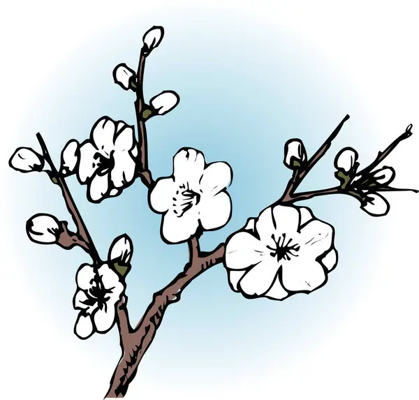 cherry tree branch. hand - drawn illustration.
