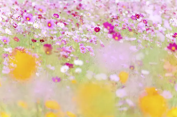 Цветы Размытом Фоне — стоковое фото