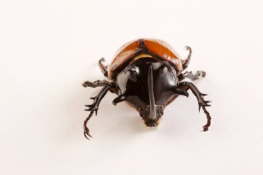 Beyaz arka plan üzerinde böcek