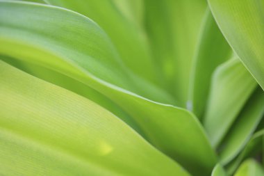 Close up van groene blad achtergrond