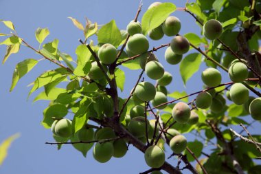 Bahçedeki dalda yaprakları olan yeşil erik meyveleri.
