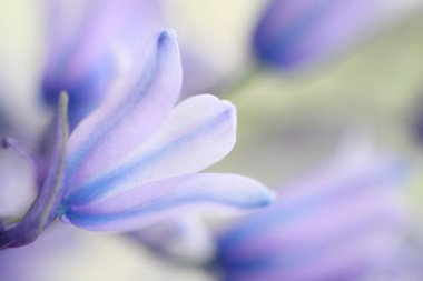 Beyaz arkaplanda mavi bir sümbül çiçeğinin yakın çekimi 