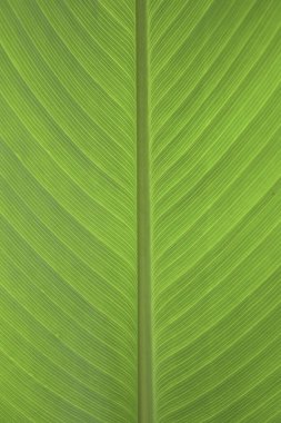 muz yaprağı arkaplan dokusu