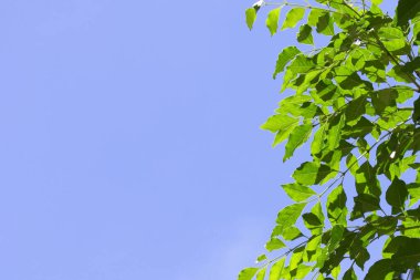 Mavi gökyüzünün arka planında güzel yeşil yapraklar        