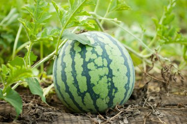 Bahçede büyüyen olgun karpuz 