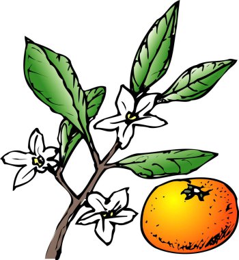 Beyaz arkaplanda portakal ve çiçekler