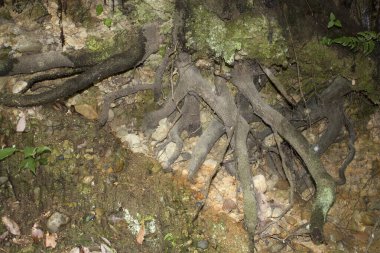 Ağaçların kökleri ormandaki bir kayanın üzerinde..