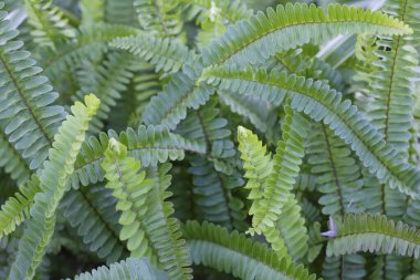 Güzel botanik fotoğrafı, doğal duvar kağıdı.