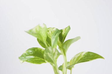 Beyaz arkaplanda taze fesleğen yapraklarını kapat