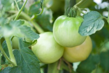 Serada yetişen yeşil domatesler 