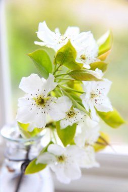 Bahçede güzel bahar çiçekleri