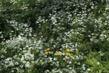 Bahçedeki güzel çiçekler