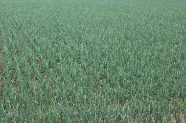 Kırsalda yeşil buğday tarlası. tarım.