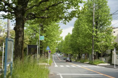 Japonya 'da Utsukushigaoka Bulvarı' ndaki ünlü ağaçlar.