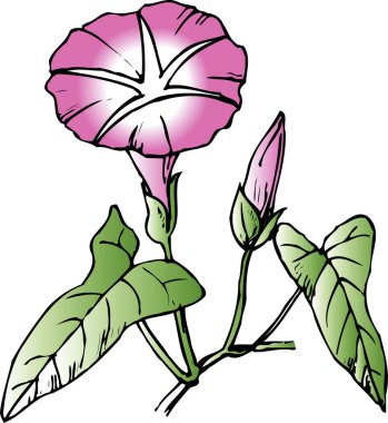 Beyaz arka plan üzerinde izole el çekilmiş çiçek 