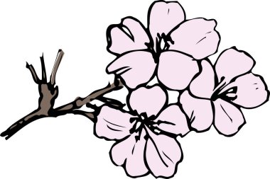 Beyaz arka planda pembe çiçekli dallar 