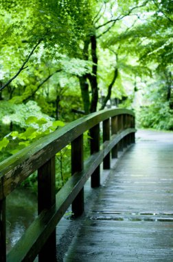 Parkın güzel manzarası ve doğa arka planındaki köprü.